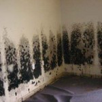 Mold-Removal-West Palm Beach